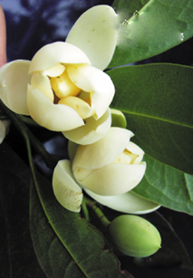 夜合花是南部客家香花文化的表徵，詩人筆下形容，夜晚才會在客家庭院中綻放淡淡清香。(圖/高雄市政府客委會提供)