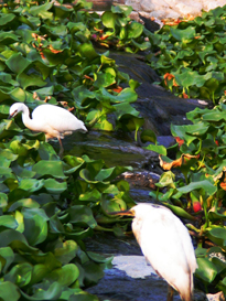 往檨仔林埤水塘放眼望去，綠意中白雪點點，再仔細瞧，是低空飛翔的白鷺鷥在水面覓食。(圖/蕭夙茗攝)