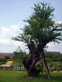 校園內的老金龜樹代表校方對生態的用心與堅持。（圖／國立高雄第一科技大學提供）