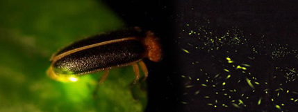 那瑪夏的純淨生態，讓挑剔生存環境的螢火蟲選擇在這裡居住。(圖/ billy提供)