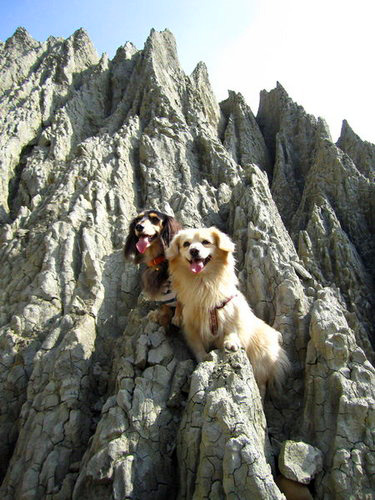 波堤(右)和牠的朋友卡卡一同登上彌陀漯底山的惡地小丘。(圖/波堤麻提供)
