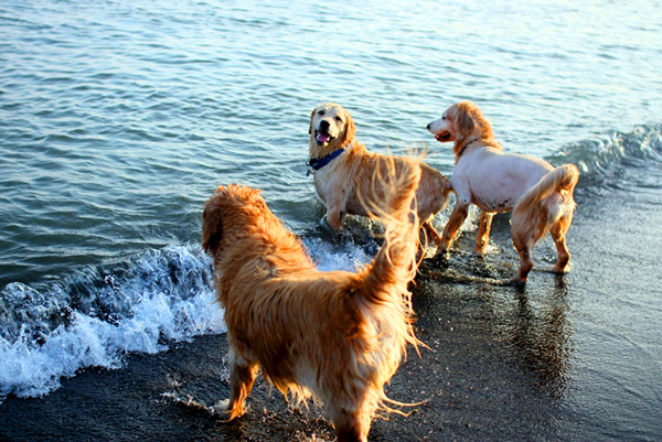 親近陽光和海洋的高雄，讓狗寶貝開心的踏浪嬉戲。(圖/球球麻提供)