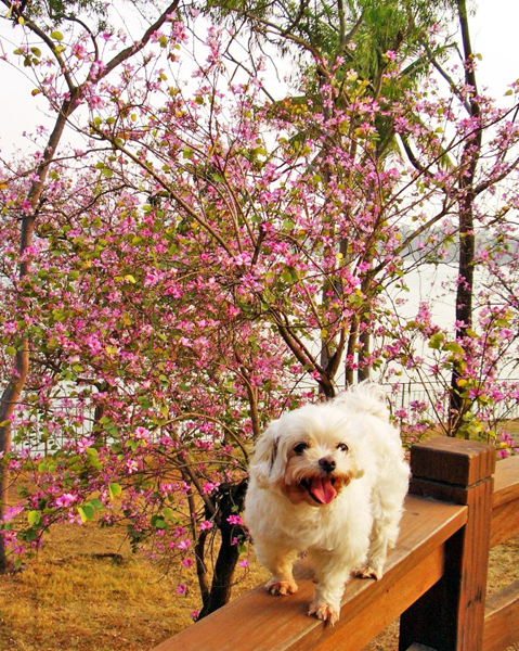 狗狗幸福徜徉在澄清湖畔的好風光。(圖/涂毓婷攝)
