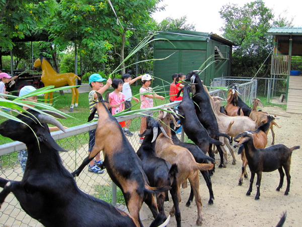 快樂天堂休閒農場園區內，孩子們與動物近距離接觸。(圖/快樂天堂休閒農場提供)