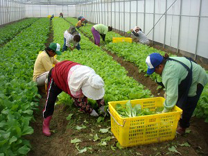永齡農場提供重建區居民就業，並學習有機農業。(圖/永齡農場提供)