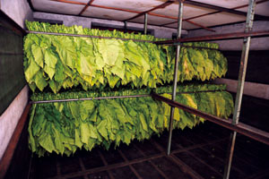 在烤菸室的菸葉架Tobacco leaves in baking chamber.