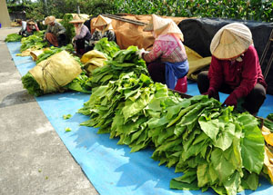 菸農將菸葉夾在菸架上Farmers securing tobacco leaves to baking racks