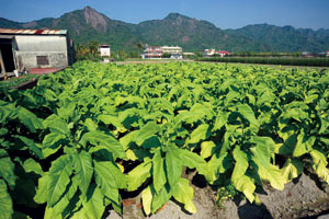 菸田Tobacco field