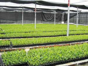 香蕉研究所量化生產健康種苗The Institute's healthy resilient seedlings