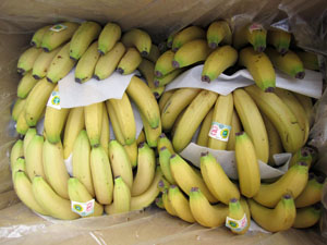 利用催熟技術，控制香蕉的成熟度和時間Post harvest techniques ensure bananas ripen at specific times