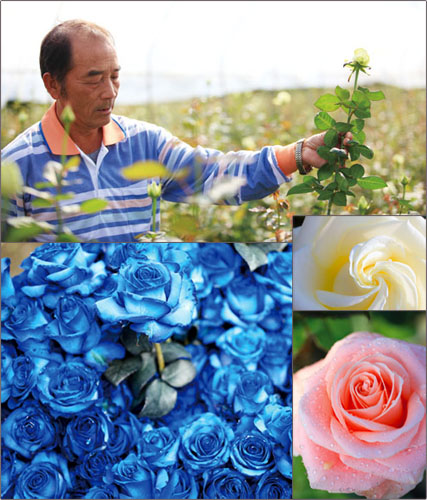 謝國賓稱讚六龜地區非常適合種花  Hsieh regards Liugui as an ideal place for growing roses.
