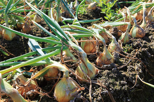 待採收的成熟洋蔥  The onions are ripe and ready for harvest.